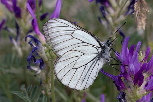 Aporia crataegi-9980 - Argentière la bessée - 22/06/25