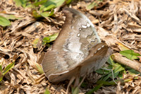 Euthalia anosia-1247