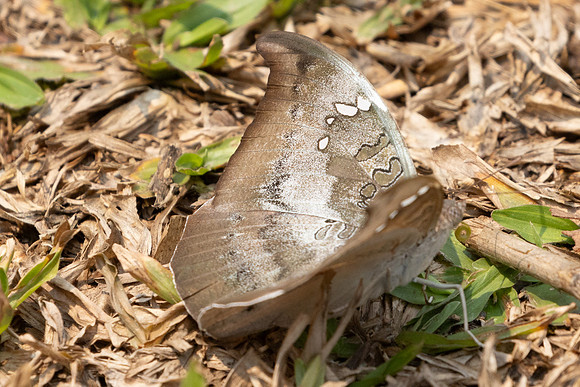 Euthalia anosia-1247