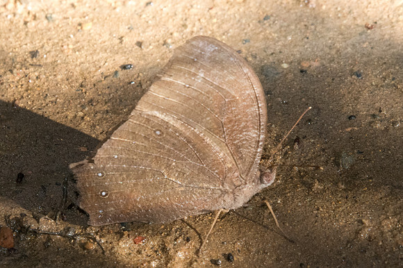Melanitis phedima ganapati-1794 - Chiang Dao - 15/11/23