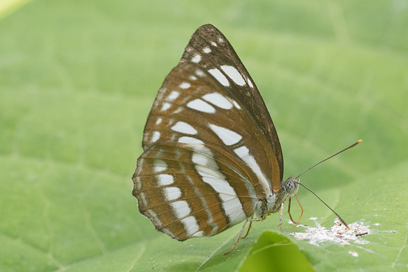 Neptis hylas-8746 - Koh Samui - 16/03/23