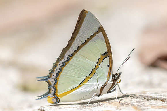 Polyura dolon-4884