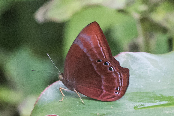 Abisara saturata maya-1859- Koh Samui - 19/03/23