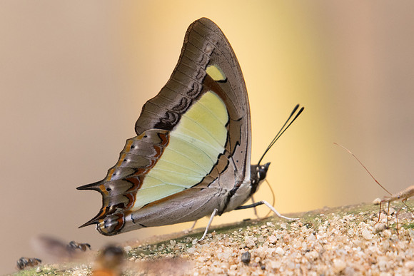 Polyura arja-2319- Chiang Dao  - 11/03/23