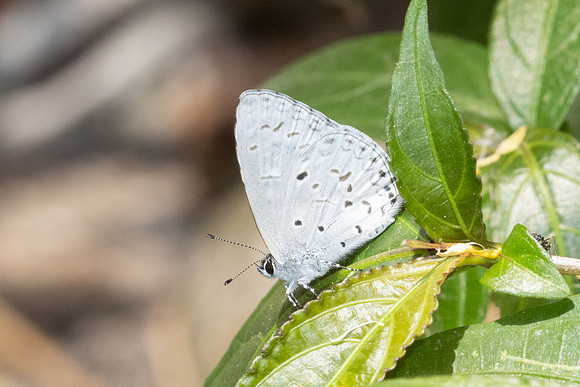 Acytolepis puspa id--6426