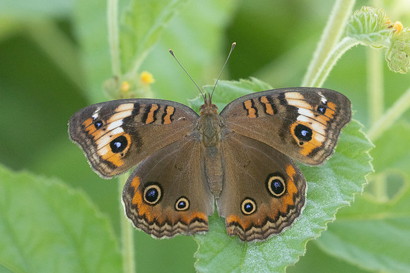 Junonia genoveva-0972