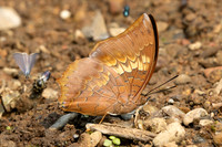 Charaxes bernardus-1539