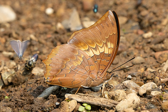 Charaxes bernardus-1539