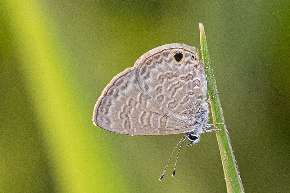 Prosotas dubiosa-6621
