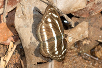 Athyma pravara-5656