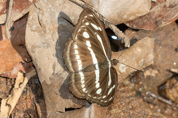 Athyma pravara-5656