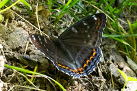 Limenitis populi-0065