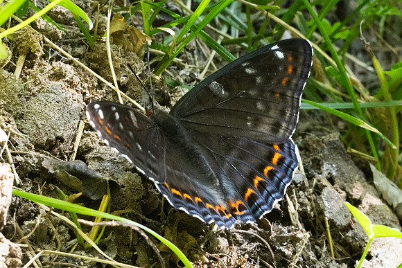 Limenitis populi-0065