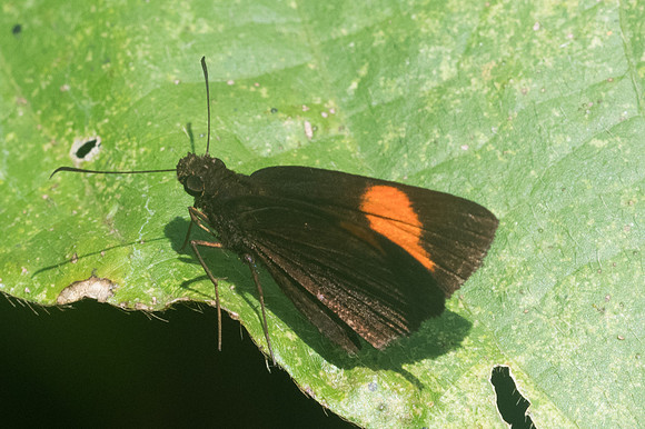 Koruthaialos sindu-1416- Chiang Dao - 14/11/23