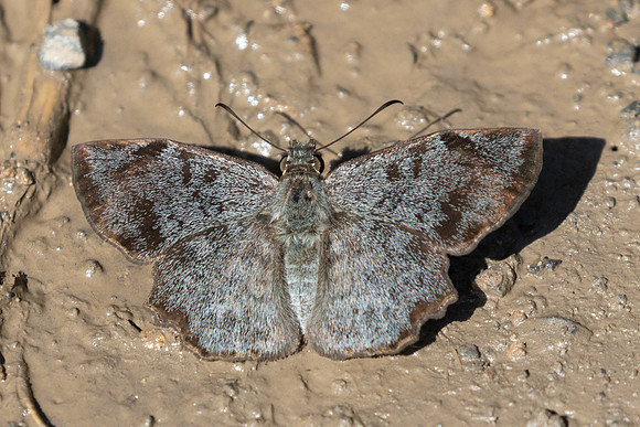 Antigonus erosus-4490Barichara - 10/06/24