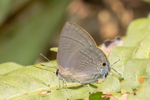 Rapala manea schistacea-1694 - Chiang Dao - 18/03/25