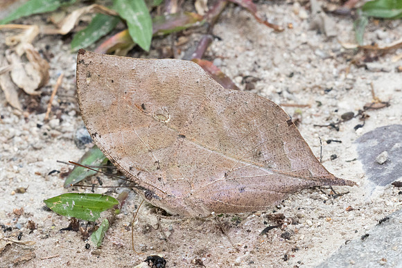 Kallima inachus-6494