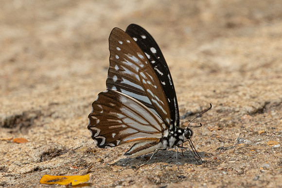 Graphium macareus-1259 - Chiang Dao - 17/03/25