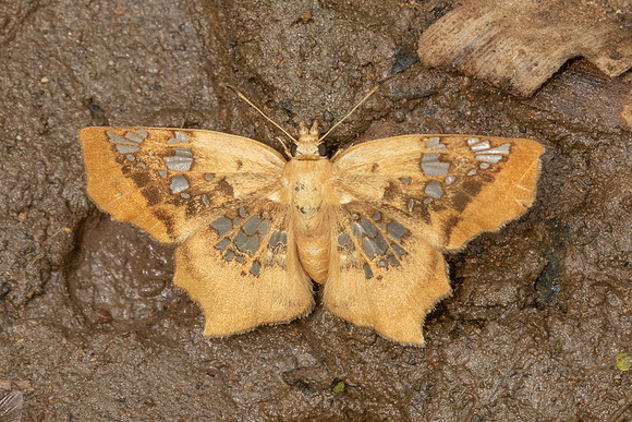 Ctenoptilum vasava-2142- Chiang Dao - 19/03/25