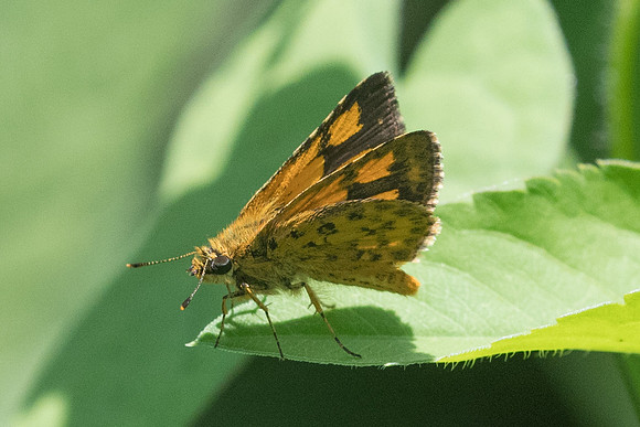 Ampittia dioscorides-2728 - Chiang Rai - 18/11/23