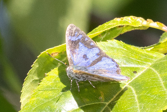 Poritia erycinoides id --5119