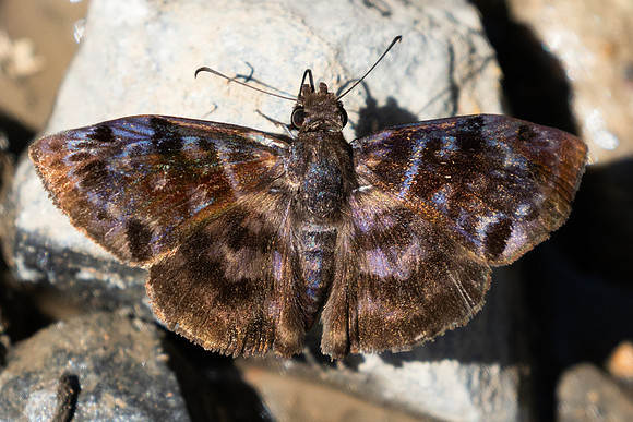 Ebrietas anacreon-4388