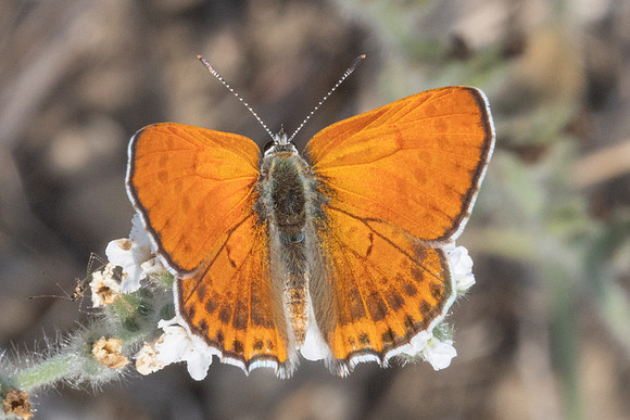 Lycaena thersamon-1816 - Pergé Antalya - 20/09/24