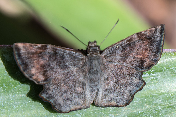 Antigonus erosus-5605