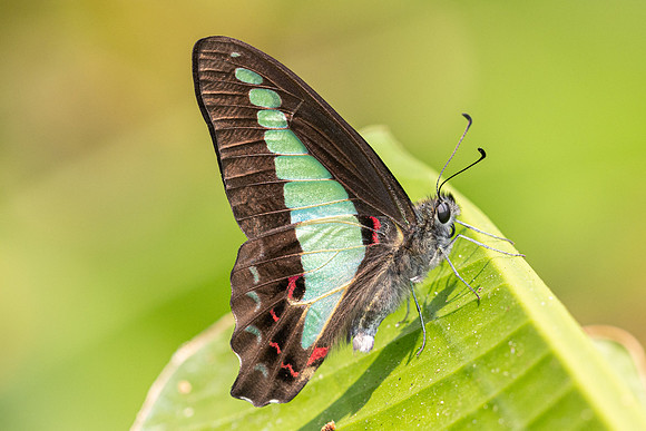 Graphium sarpedon-1494 - Chiang Dao - 17/03/24