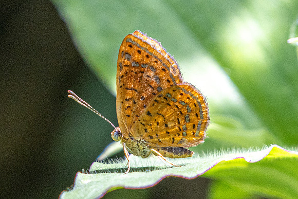 Calephelis laverna-7958 - Cartagena - 1/06/24