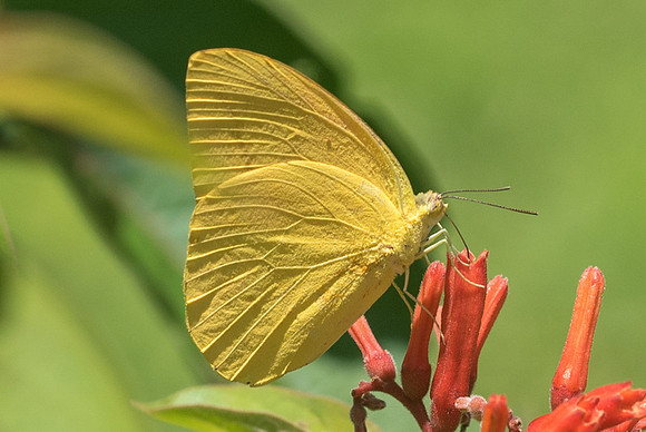 Phoebis agarithe ♂-4087