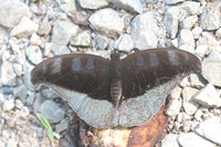 Cynitia cocytus ambrysus-3013- Chiang Dao 15/11/23