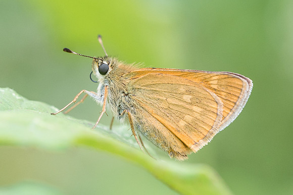 Ochlodes sylvanus - 2362 - Précy - 15/07/16
