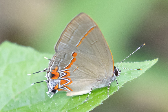 Calycopis origo-8498 - Cartagena - 1/06/24