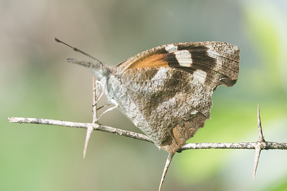 Libytheana carinenta-2364
