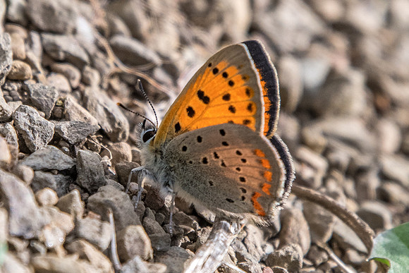 Lycaena ottomana ♂-3435 - Alexandroupoli - 11/04/22