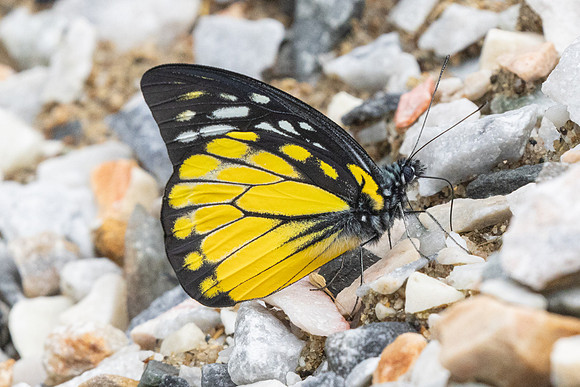 Prioneris thestylis-8983