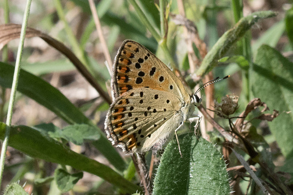 Lycaena tityrus-0617 - Levanto - 19/09/20