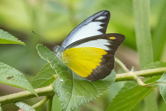 Appias lyncida-8944