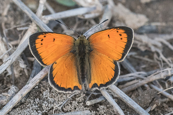 Lycaena ottomana-0619