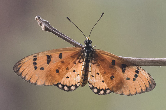 Acraea terpsicore-7341 - Koh Samui - 15/03/23