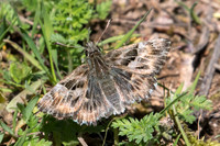 Carcharodus alceae-7690
