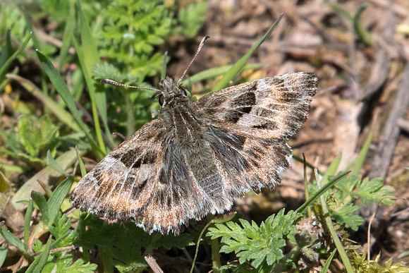 Carcharodus alceae-7690