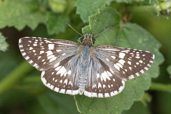 Burnsius orcynoides id--2683
