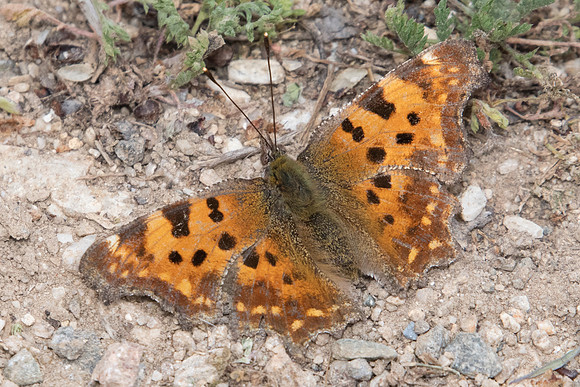 Polygonia c-album-9980
