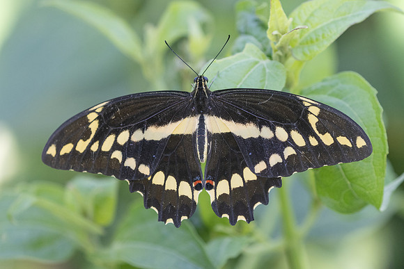 Heraclides thoas-4232 - Barichara - 10/06/24