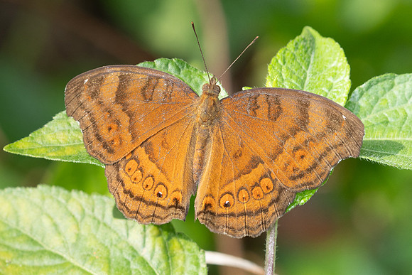 Junonia hedonia-6742 - Putrajaya - 30/03/25