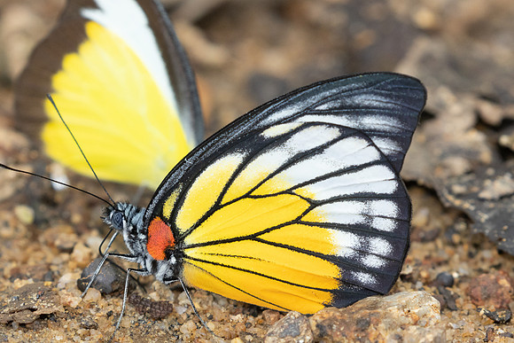 Prioneris philonome-0361