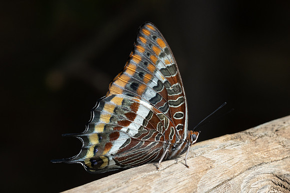 Charaxes jasius-8803- Le Beausset - 5/06/25
