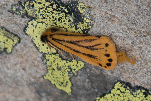 Setina aurita-4631 - Col de la cayolle - 6/07/21